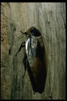 : Blaberus giganteus; Giant Cockroach