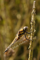 : Libellula quadrimaculata; Fourblotched Dragonfly