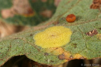 : Liodora pattersonae; Plate Gall Wasp;