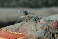 : Tigrinestola tigrina