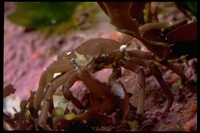 : Pugettia sp.; Kelp Crab