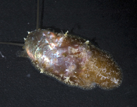 : Stomatella rosaceus