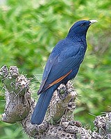 ...The attractive White-billed Starling is endemic to Ethiopia and Eritrea where it frequents the d