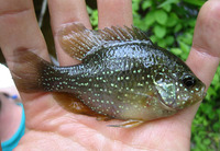 Enneacanthus gloriosus, Bluespotted sunfish: