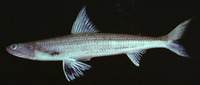 Saurida micropectoralis, Shortfin lizardfish: fisheries