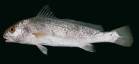 Johnius carutta, Karut croaker: fisheries