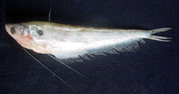 Ompok bimaculatus, Butter catfish: fisheries, aquaculture, aquarium