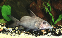 Synodontis membranaceus, : fisheries