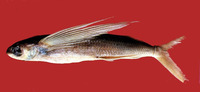 Cheilopogon agoo, Japanese flyingfish: fisheries