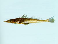 Suggrundus macracanthus, Large-spined flathead: fisheries