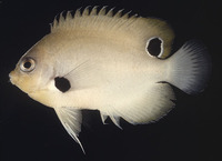 Centropyge nigriocella, Blackspot angelfish: