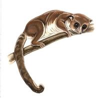 Image of: Cheirogaleus major (greater dwarf lemur)
