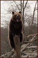 Ursus arctos arctos - European Brown Bear