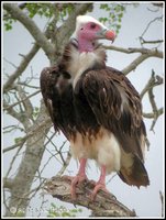 White-headed Vulture - Trigonoceps occipitalis