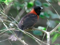 Crimson-Collared Grosbeak - Rhodothraupis celaeno