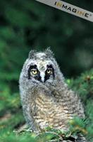 Long Eared Owl chick photo