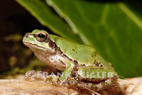 : Hyla japonica; Japanese Tree Frog