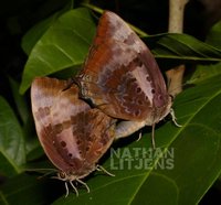: Arhopala micale; Shining Oak Blue