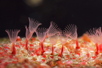 : Eurystomella bilabiata; Pink Encrusting Bryozoan