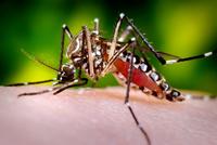 Aedes aegypti - Yellowfever Mosquito