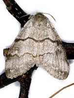 Calliteara pudibunda - Pale Tussock