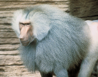 Hamadryas baboon (Papio hamadryas)