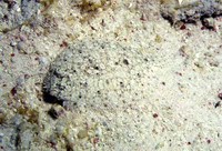 Bothus ocellatus, Eyed flounder: fisheries