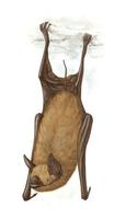 Image of: Pteronotus parnellii (Parnell's mustached bat)