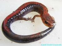 Plethodon cinereus - Eastern Red-backed Salamander