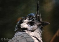 Calocitta formosa - White-throated Magpie
