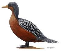 Image of: Merganetta armata (torrent duck)