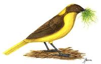 Image of: Prionodura newtoniana (golden bowerbird)