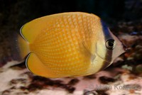 Chaetodon kleinii - Blacklip Butterflyfish