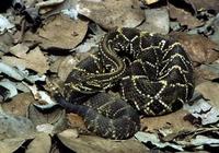 Image of: Crotalus durissus (neotropical rattlesnake)
