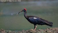 Black Ibis - Pseudibis papillosa
