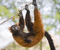...g about in the branches of a tree in the Gelsenkirchen zoo . stock photo