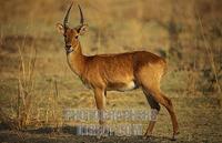 Puku , Kobus vardonii , South Luangwa National Park , Zambia stock photo