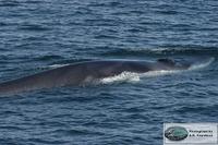 fin whale at Georges Bank, August 14, 2006