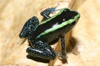 Green-banded Poison Frog Phyllobates aurotaenia