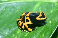 Yellow-banded Poison Frog Dendrobates leucomelas