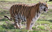 Siberian Tiger - Panthera Tigris Altaica