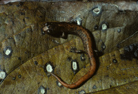: Bolitoglossa bramei; Brame's Web-footed Salamander