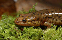 : Desmognathus planiceps; Flat-headed Salamander