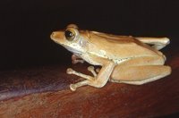 : Polypedates maculatus; Chunam Tree Frog