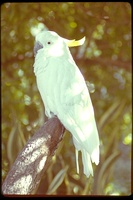 : Cacatua galerita; Sulphur-crested Cockatoo