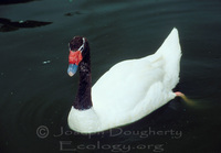 : Cygnus melancoryphus; Black-necked Swan