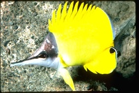 : Forcipiger flavissimus; Long-nosed Butterflyfish