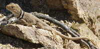 : Crotaphytus nebrius; Sonoran Collared Lizard