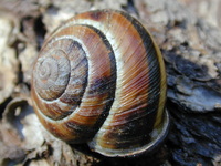 : Monadenia fidelis/ infumata; Sideband Snail