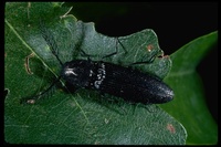 : Pityobius murrayi; Click Beetle